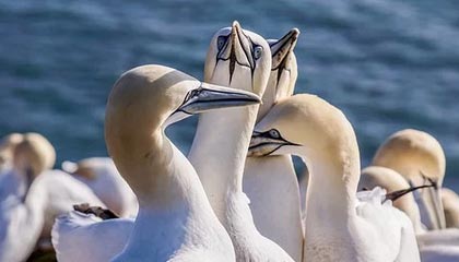 帕金斯:申京是联盟前5中锋,不仅进攻全面而且防守出色