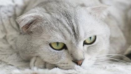 朱芳雨：越来越多中国球员冲击海外联赛，值得我们鼓掌点赞